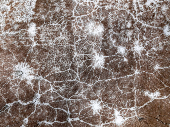 flying above white swamps and small river in winter.
